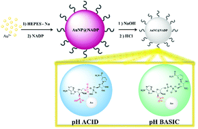 Graphical abstract: Gold nanoclusters for ratiometric sensing of pH in extremely acidic media