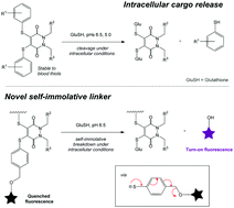 Graphical abstract: Fine-tuning thio-pyridazinediones as SMDC scaffolds (with intracellular thiol release via a novel self-immolative linker)