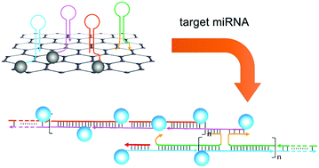 Graphical abstract: Bright carbon nanodots for miRNA diagnostics coupled with concatenated hybridization chain reaction