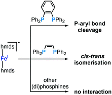 Graphical abstract: The ambiguous behaviour of diphosphines towards the quasilinear iron(i) complex [Fe(N(SiMe3)2)2]− – between inertness, P–C bond cleavage and C–C double bond isomerisation