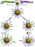 Graphical abstract: Peptide-templated gold nanoparticle nanosensor for simultaneous detection of multiple posttranslational modification enzymes