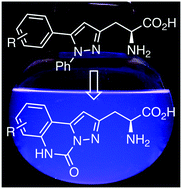 Graphical abstract: Conformationally rigid pyrazoloquinazoline α-amino acids: one- and two-photon induced fluorescence