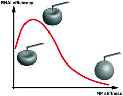 Graphical abstract: Stiffness of cationized gelatin nanoparticles is a key factor determining RNAi efficiency in myeloid leukemia cells