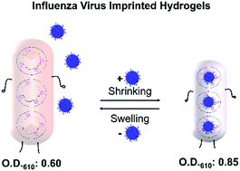 Graphical abstract: Double trouble for viruses: a hydrogel nanocomposite catches the influenza virus while shrinking and changing color