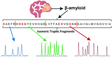 Graphical abstract: Complete identification of all 20 relevant epimeric peptides in β-amyloid: a new HPLC-MS based analytical strategy for Alzheimer's research