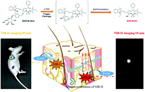 Graphical abstract: Imaging of ovarian cancers using enzyme activatable probes with second near-infrared window emission