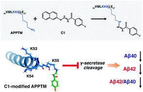 Graphical abstract: Substrate interaction inhibits γ-secretase production of amyloid-β peptides