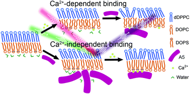 Graphical abstract: Calcium-dependent and -independent annexin V binding: distinct molecular behaviours at cell membrane interfaces