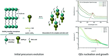 Graphical abstract: In situ SAXS probing the evolution of the precursors and onset of nucleation of ZnSe colloidal semiconductor quantum dots
