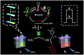 Graphical abstract: Homogeneous photoelectrochemical biosensing via synergy of G-quadruplex/hemin catalysed reactions and the inner filter effect