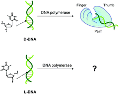Graphical abstract: The crystal structure of a natural DNA polymerase complexed with mirror DNA