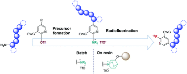 Graphical abstract: Original synthesis of radiolabeling precursors for batch and on resin one-step/late-stage radiofluorination of peptides