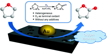 Graphical abstract: Selective aerobic oxidation of cyclic ethers to lactones over Au/CeO2 without any additives