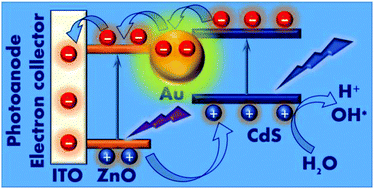 Graphical abstract: Omnidirectional Au-embedded ZnO/CdS core/shell nanorods for enhanced photoelectrochemical water-splitting efficiency