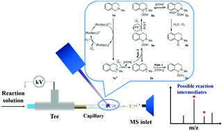 Graphical abstract: Tracing and elucidating visible-light mediated oxidation and C–H functionalization of amines using mass spectrometry