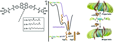 Graphical abstract: Disclosing chirality in consecutive supramolecular polymerizations: chiral induction by light in N-annulated perylenetetracarboxamides