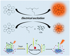 Graphical abstract: A highly sensitive signal-on biosensor for microRNA 142-3p based on the quenching of Ru(bpy)32+–TPA electrochemiluminescence by carbon dots and duplex specific nuclease-assisted target recycling amplification