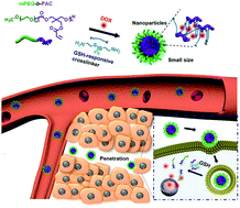Graphical abstract: Small-sized copolymeric nanoparticles for tumor penetration and intracellular drug release