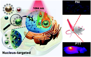 Graphical abstract: Nucleus-targeting ultrasmall ruthenium(iv) oxide nanoparticles for photoacoustic imaging and low-temperature photothermal therapy in the NIR-II window