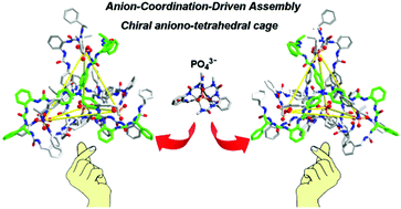 Graphical abstract: Chirality transcription in the anion-coordination-driven assembly of tetrahedral cages