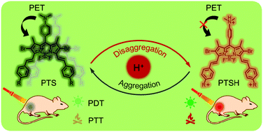 Graphical abstract: pH stimulus-disaggregated BODIPY: an activated photodynamic/photothermal sensitizer applicable to tumor ablation