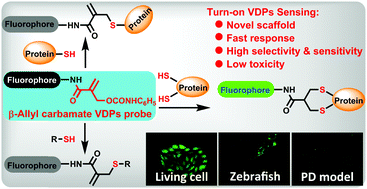 Graphical abstract: A β-allyl carbamate fluorescent probe for vicinal dithiol proteins