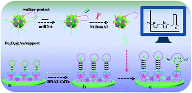 Graphical abstract: A triple-helix molecular switch photoelectrochemical biosensor for ultrasensitive microRNA detection based on position-controllable CdS//CdTe signal enhancement and switching