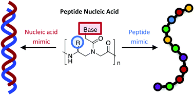 Graphical abstract: Peptide nucleic acids harness dual information codes in a single molecule