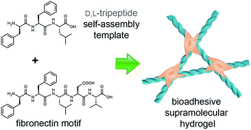 Graphical abstract: Bioadhesive supramolecular hydrogel from unprotected, short d,l-peptides with Phe-Phe and Leu-Asp-Val motifs