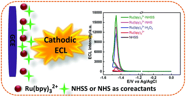 Graphical abstract: High-efficiency cathodic electrochemiluminescence of the tris(2,2′-bipyridine)ruthenium(ii)/N-hydroxy compound system and its use for sensitive “turn-on” detection of mercury(ii) and methyl blue