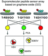Graphical abstract: Supramolecular fluorogenic peptide sensor array based on graphene oxide for the differential sensing of ebola virus