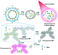 Graphical abstract: A nitroreductase and glutathione responsive nanoplatform for integration of gene delivery and near-infrared fluorescence imaging