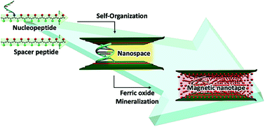Graphical abstract: Mineralization of magnetic nano-tape in self-organized nanospace composed of nucleopeptides and peptides