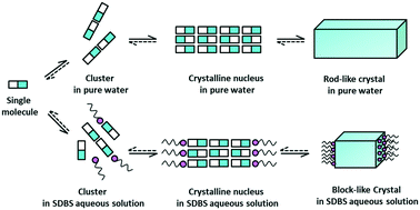 Graphical abstract: Revealing the role of a surfactant in the nucleation and crystal growth of thiamine nitrate: experiments and simulation studies