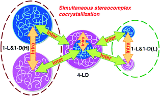 Graphical abstract: Simultaneous stereocomplex cocrystallization from coexisting two types of stereocomplexationable poly(lactide) systems