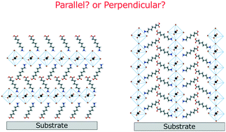 Graphical abstract: Factors determining the vertical orientation of two-dimensional perovskites