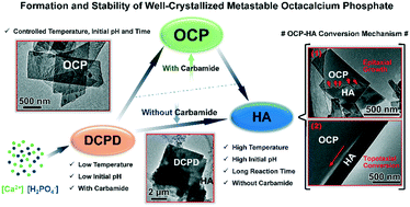 Graphical abstract: Formation and stability of well-crystallized metastable octacalcium phosphate at high temperature by regulating the reaction environment with carbamide