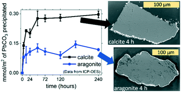 Graphical abstract: The key effects of polymorphism during PbII uptake by calcite and aragonite
