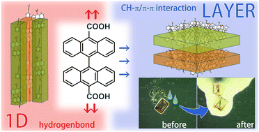 Graphical abstract: Co-crystals of 9,9′-bianthracene-10,10′-dicarboxylic acid with linear bidentate basic ligand molecules: synthesis, crystal structure, and properties based on the layer structure exfoliated by water