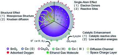 Graphical abstract: Facile fabrication of cobalt-doped SnO2 for gaseous ethanol detection and the catalytic mechanism of cobalt