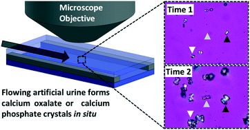 Graphical abstract: In situ flow cell platform for examining calcium oxalate and calcium phosphate crystallization on films of basement membrane extract in the presence of urinary ‘inhibitors’