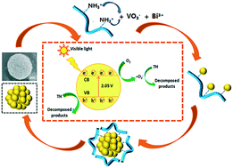 Graphical abstract: Bacitracin-assisted synthesis of spherical BiVO4 nanoparticles with C doping for remarkable photocatalytic performance under visible light