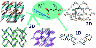 Graphical abstract: New metal–organic frameworks derived from pyridine-3,5-dicarboxylic acid: structural diversity arising from the addition of templates into the reaction systems