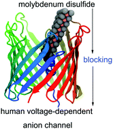 Graphical abstract: Potential blockade of the human voltage-dependent anion channel by MoS2 nanoflakes