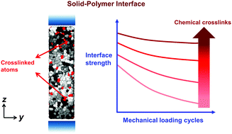 Graphical abstract: Response of adhesive polymer interfaces to repeated mechanical loading and the spatial variation of diffusion coefficient and stresses in a deforming polymer film