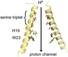 Graphical abstract: What are the effects of the serine triad on proton conduction of an influenza B M2 channel? An investigation by molecular dynamics simulations