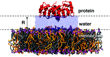 Graphical abstract: Atomistic characterization of collective protein–water–membrane dynamics