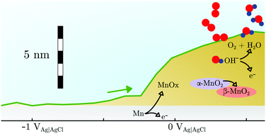 Graphical abstract: Alkaline manganese electrochemistry studied by in situ and operando spectroscopic methods – metal dissolution, oxide formation and oxygen evolution
