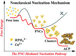 Graphical abstract: Physical origin underlying the prenucleation-cluster-mediated nonclassical nucleation pathways for calcium phosphate