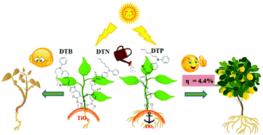 Graphical abstract: Simple diphenylamine based D–π–A type sensitizers/co-sensitizers for DSSCs: a comprehensive study on the impact of anchoring groups